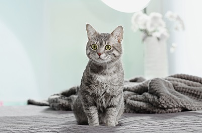 Cat Psychology and Training