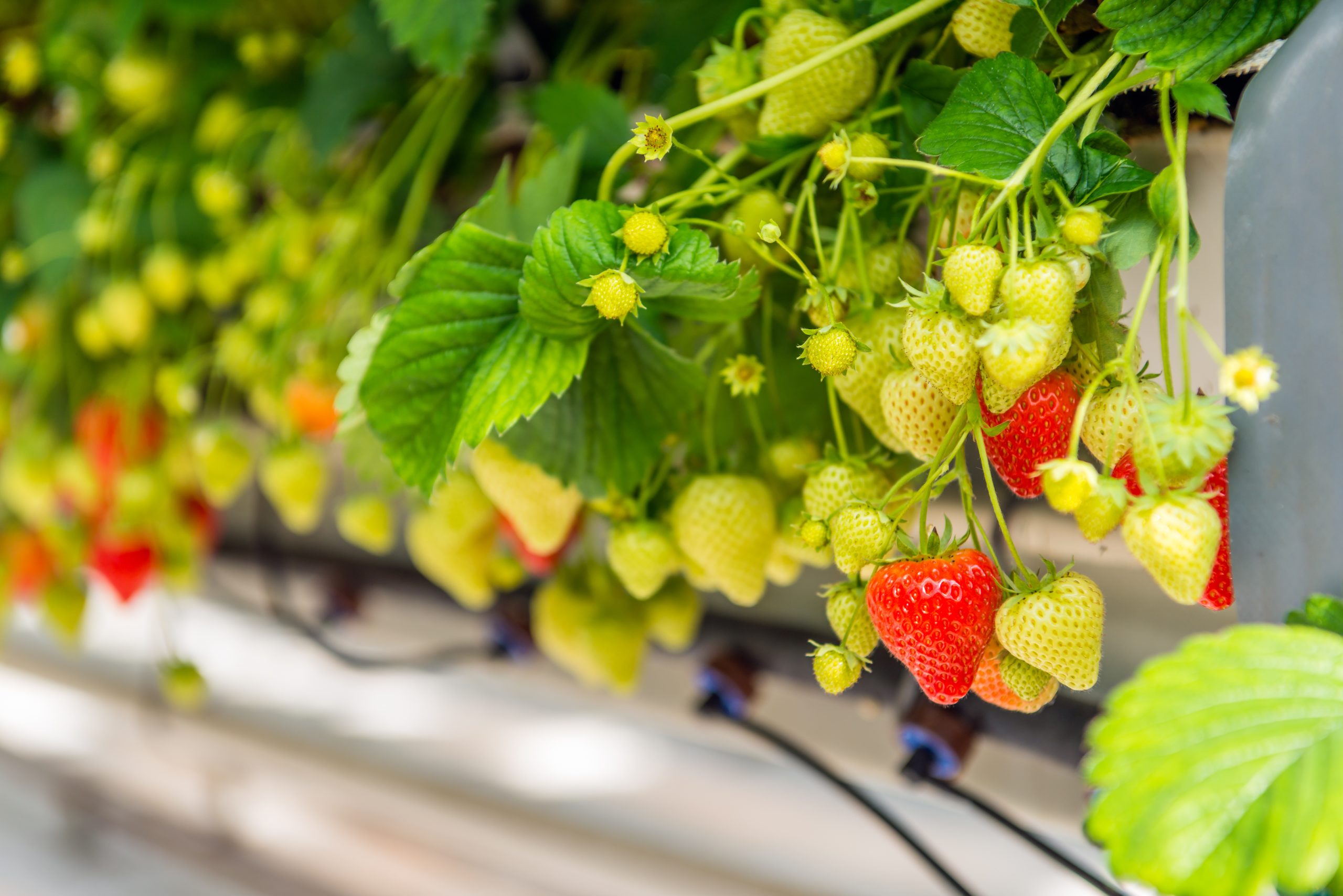 Many ripening strawberries grown without soil at an ergonomic picking height in a modern specialized Dutch greenhouse.