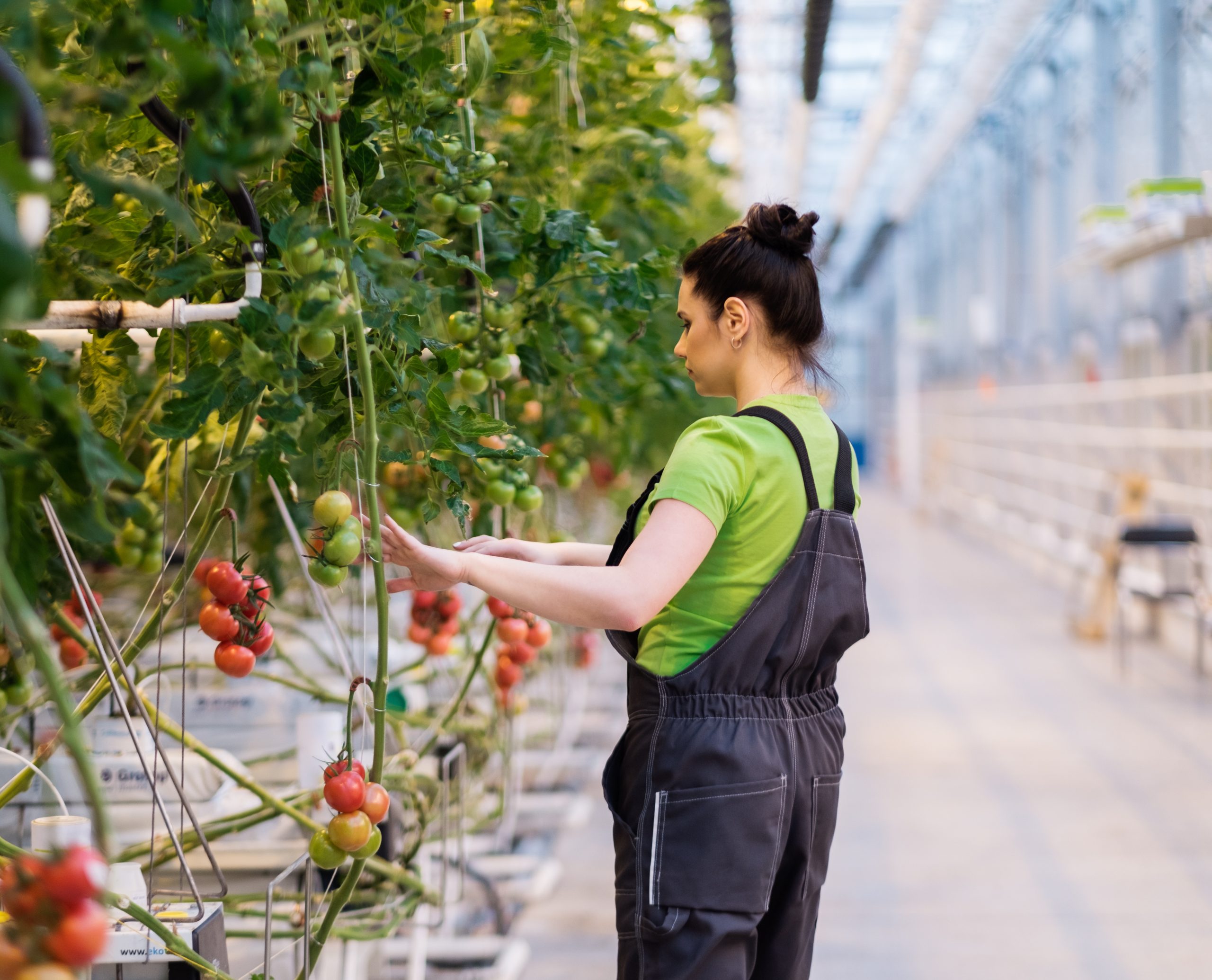Woman working in a tomato greenhouse.