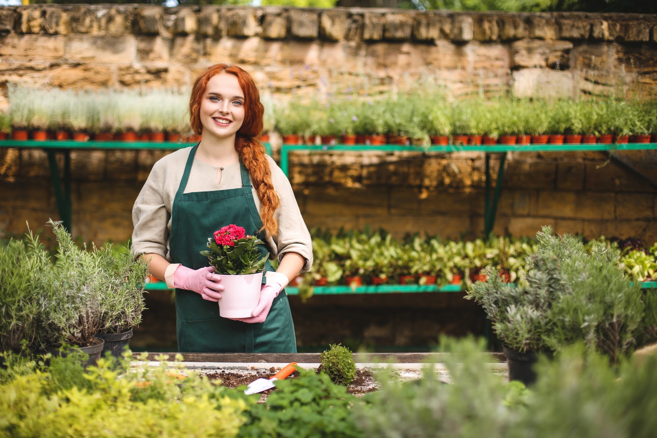 Young smiling florist in apron and pink gloves holding in hands flower in pot and joyfully looking in camera while working in greenhouse