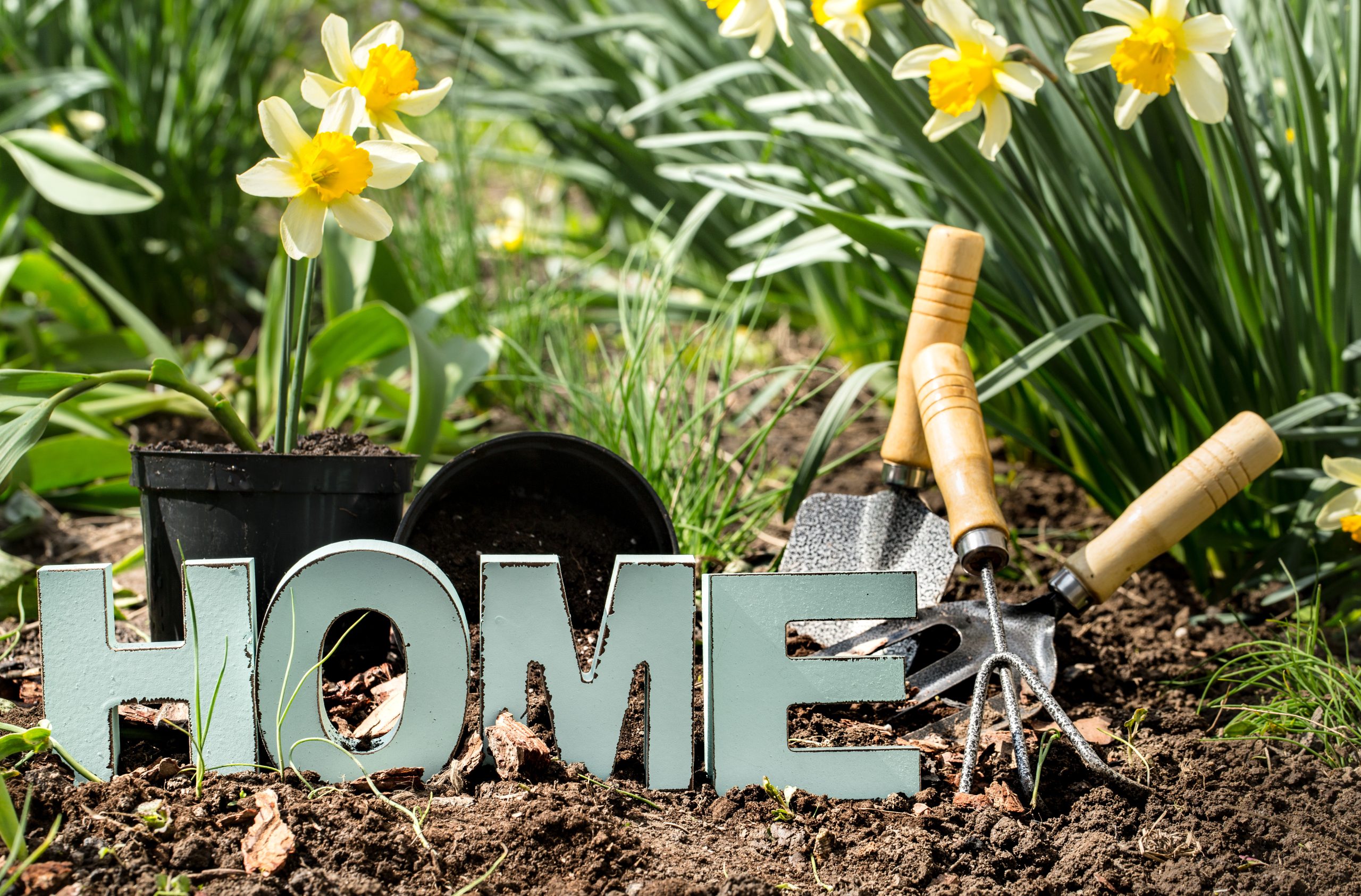 Gardening, spring flowers yellow daffodils with garden supplies .Earth Day . Wooden letters with the inscription home .