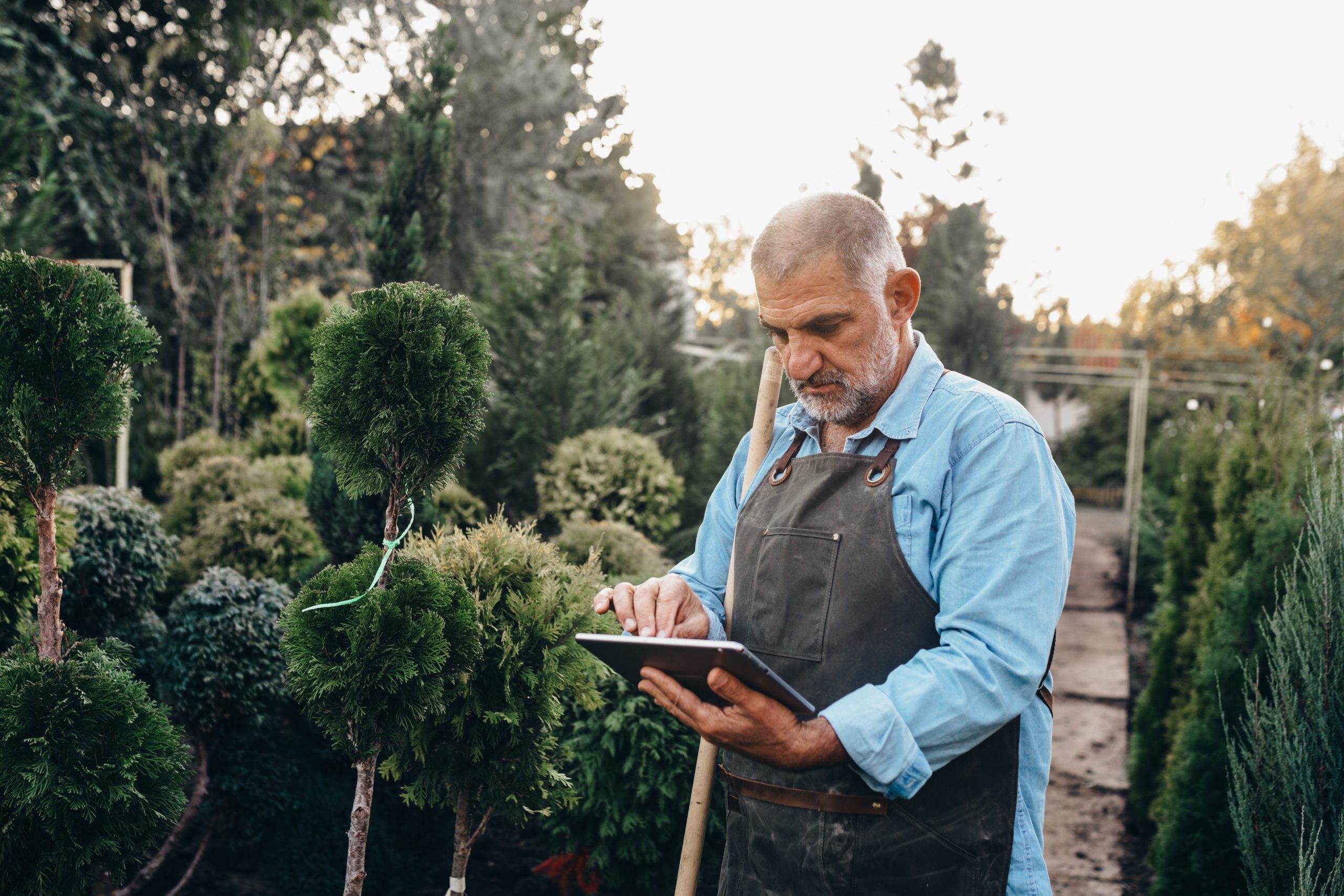 gardener using digital tablet in evergreen nursery
