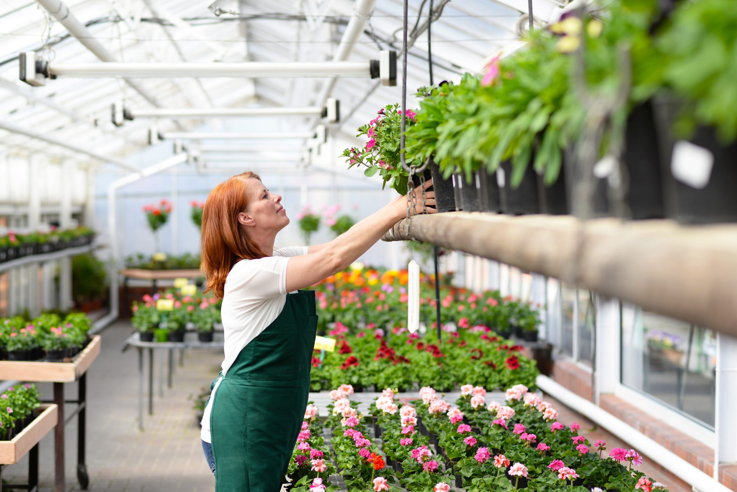 Woman working in a nursery - Greenhouse with colourful flowers